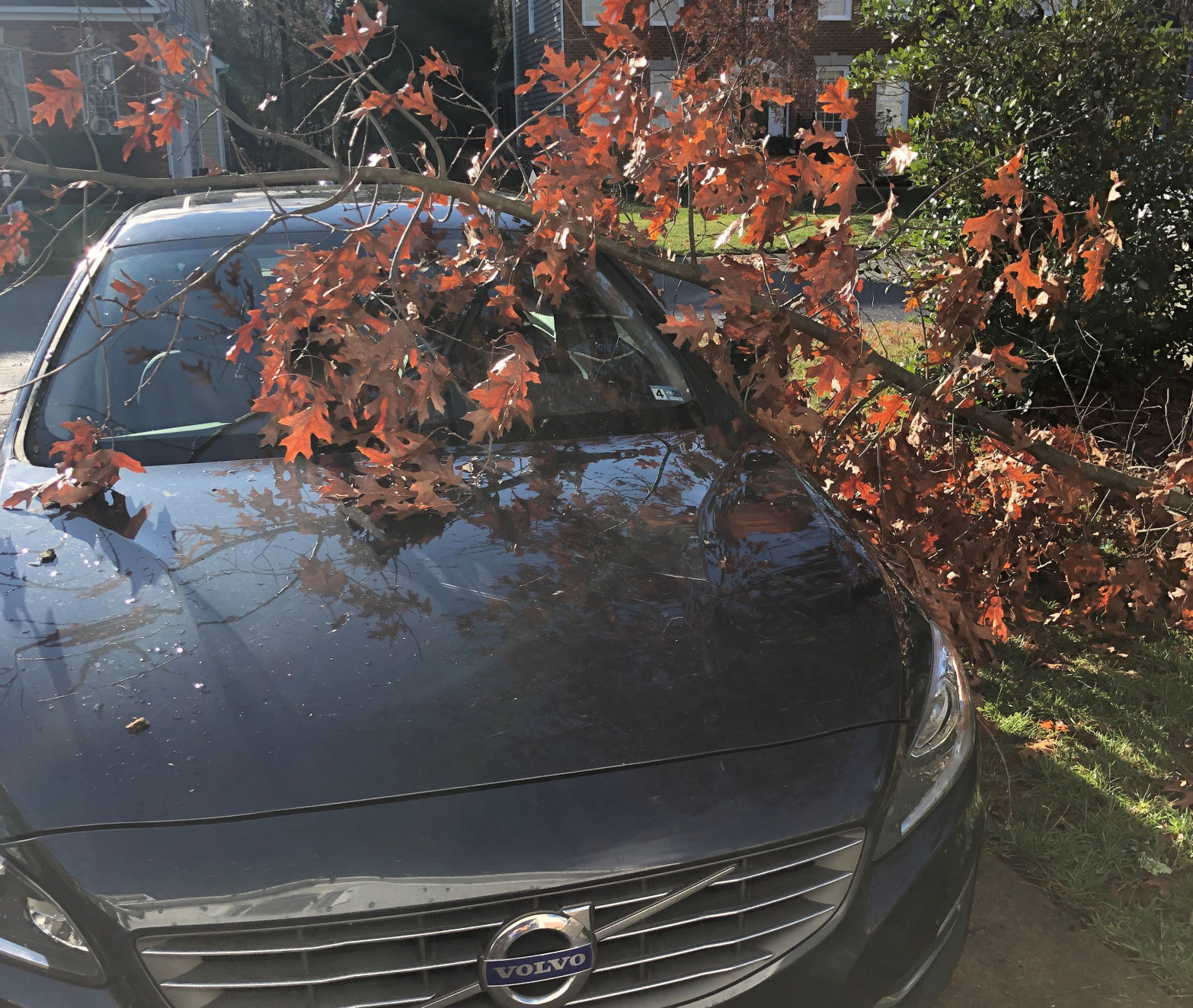 Tree on car in Hanover